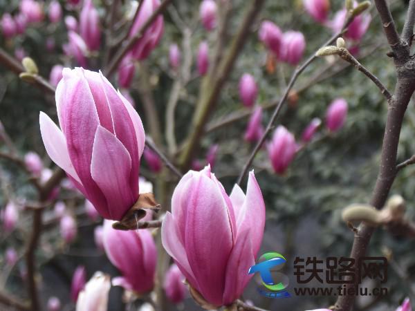 �����`�ŵ����m�� �T�����z.JPG