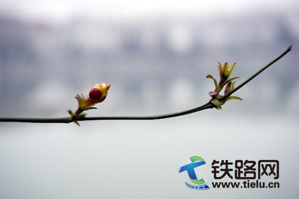 1740927440311235.jpg 春的使者2600.jpg